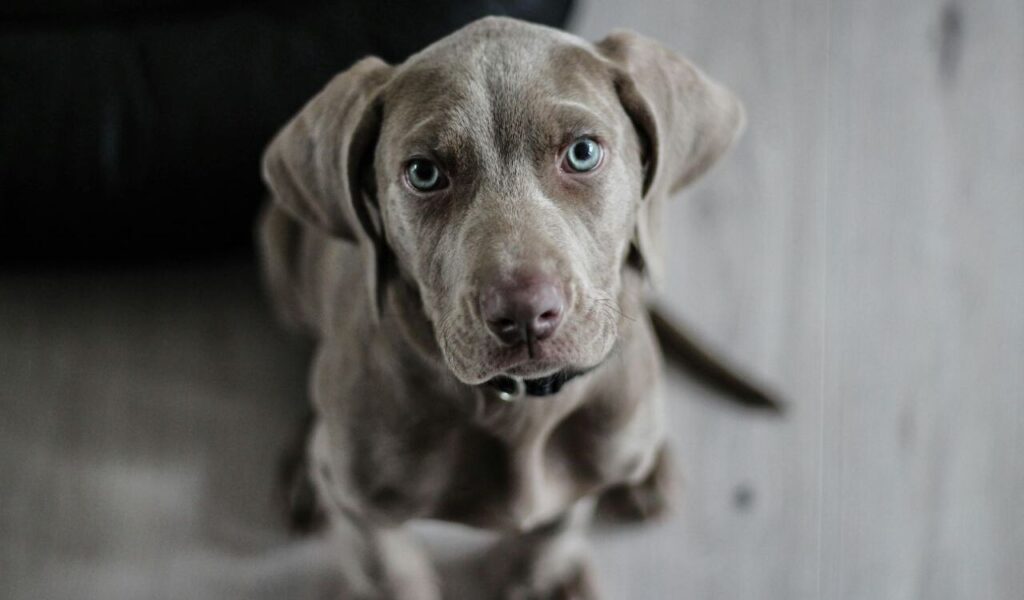 gray puppy with blue eyes looking up
