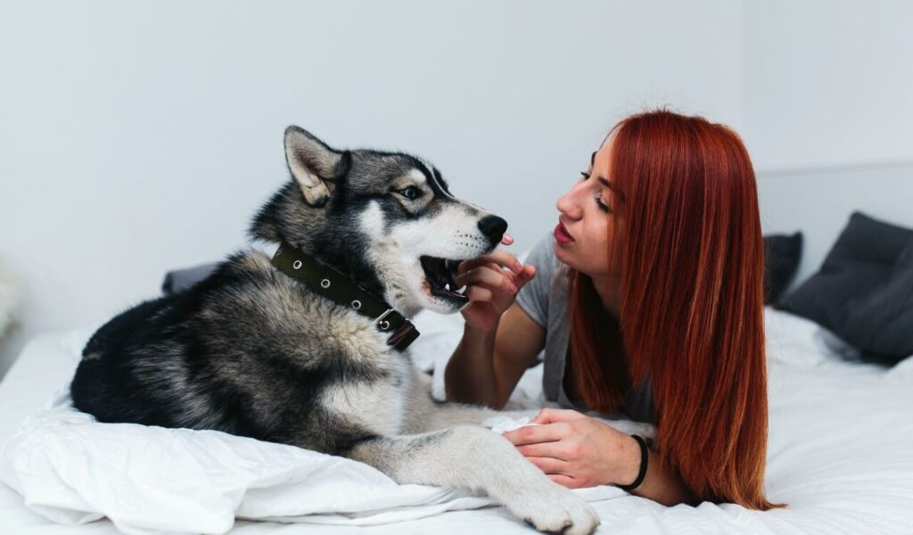 A woman with long red hair lying on a bed interacting with a Siberian Husky. The dog, with a gray and white coat and piercing blue eyes, is wearing a green collar and playfully opening its mouth. The room has a minimalistic white and gray design.
