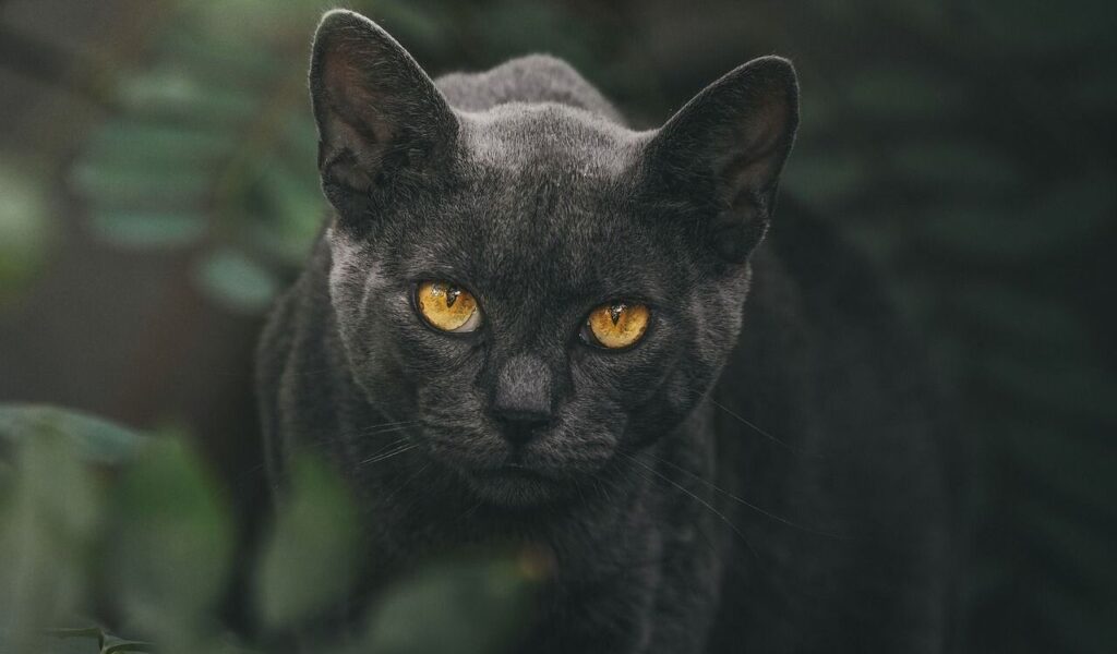 Chartreux cat with yellow eyes