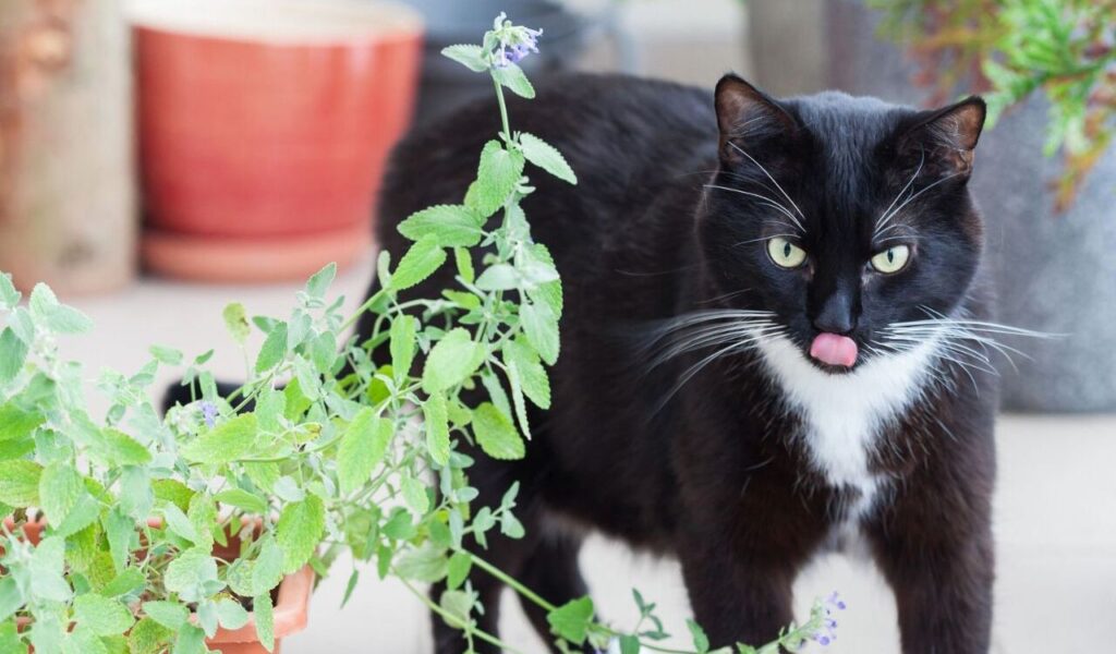 black-and-white cat near green plants