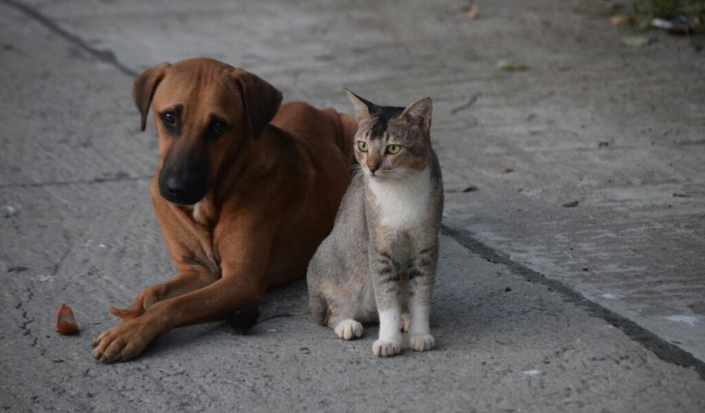 dog and tabby cat sitting together