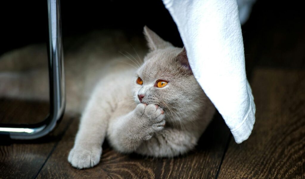 gray cat biting its paw under a white cloth