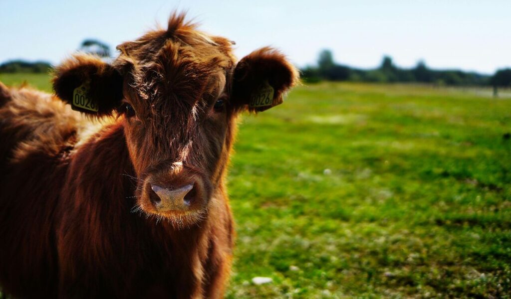 Close-up of a young cow with ear tags