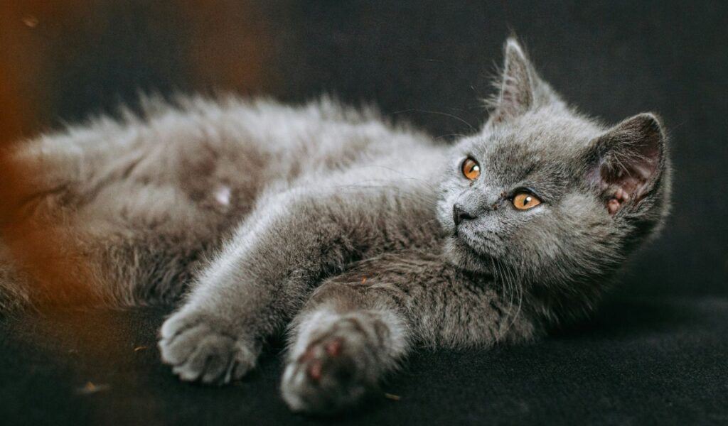 Gray British Shorthair kitten lying down.