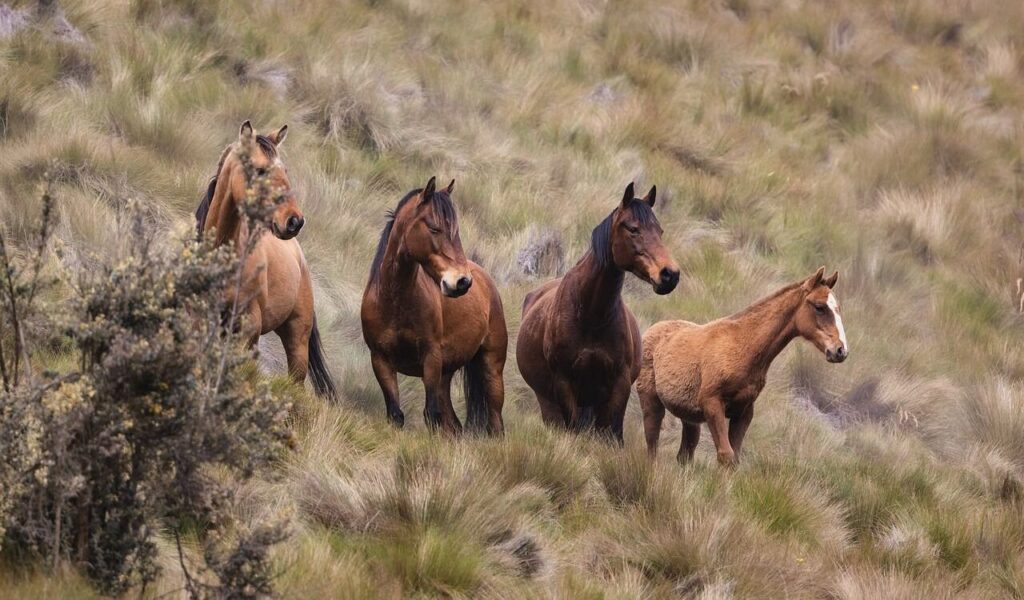 A group of wild horses, including a foal, standing together in a grassy meadow. The adult horses have rich brown coats, while the foal has a lighter, golden-brown coat with a white blaze on its face. The natural landscape features tall, dry grasses and a bush in the foreground, creating a serene, untamed outdoor setting.