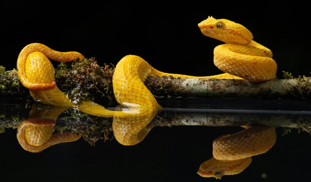 Yellow snake on a mossy branch with it's reflection in still water, set against a black background.
