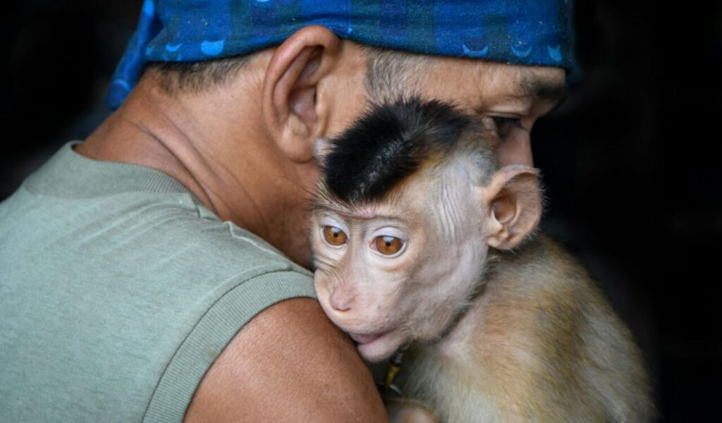 Close-up of a man wearing a blue bandana holding a small monkey with soft brown fur and bright orange eyes, resting its head on his shoulder.