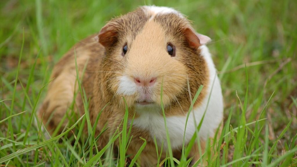 A close-up of a brown and white guinea pig sitting in a grassy field, looking directly at the camera with its small, curious eyes and pink nose.