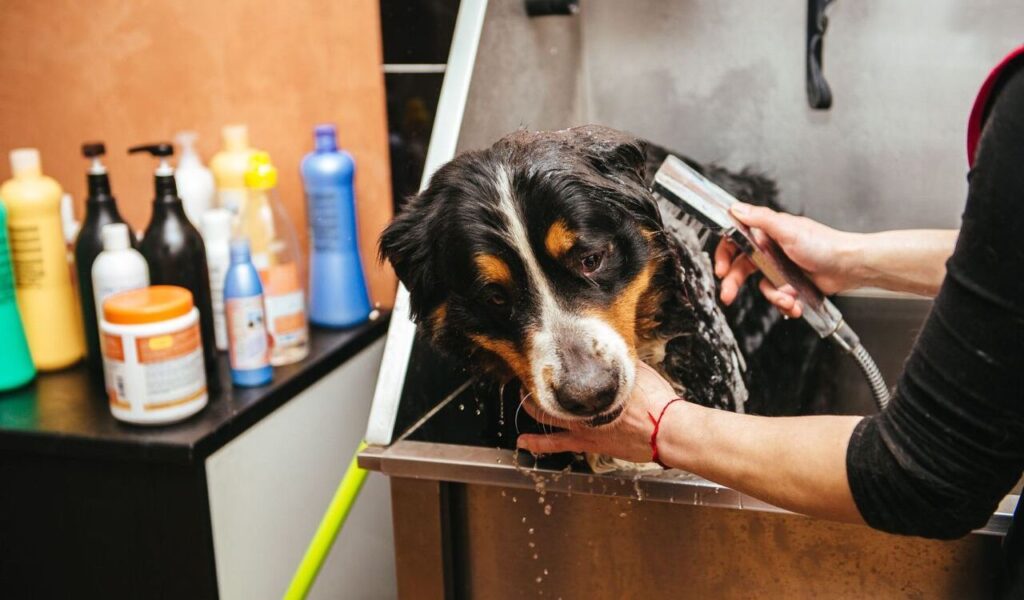 Dog Breeds With Huge Vet Bills