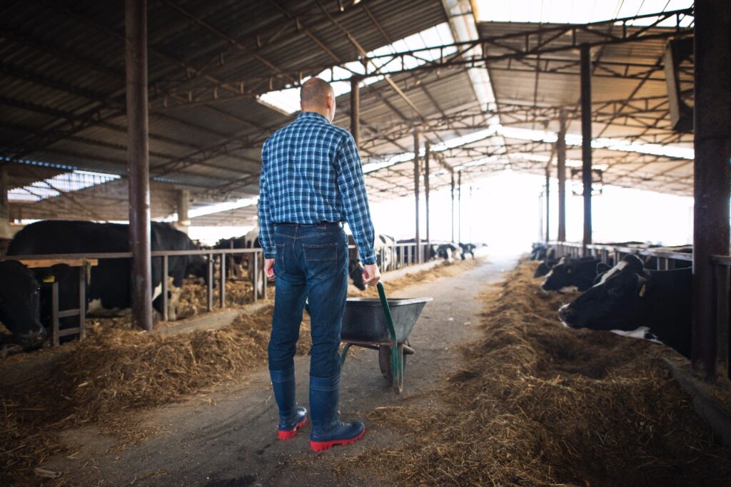 Farmer standing in a barn with a wheelbarrow full of hay