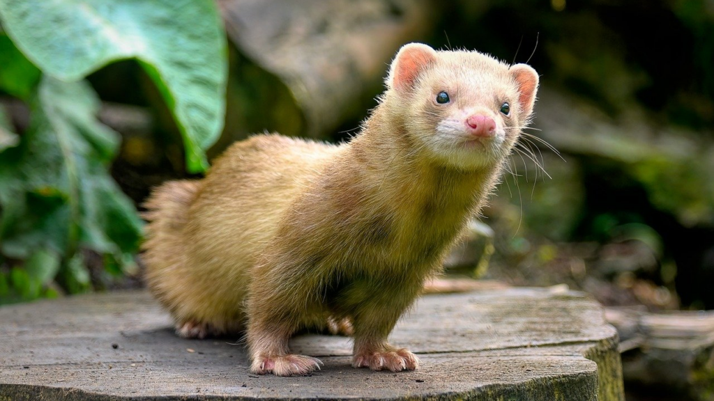 A light brown ferret feature