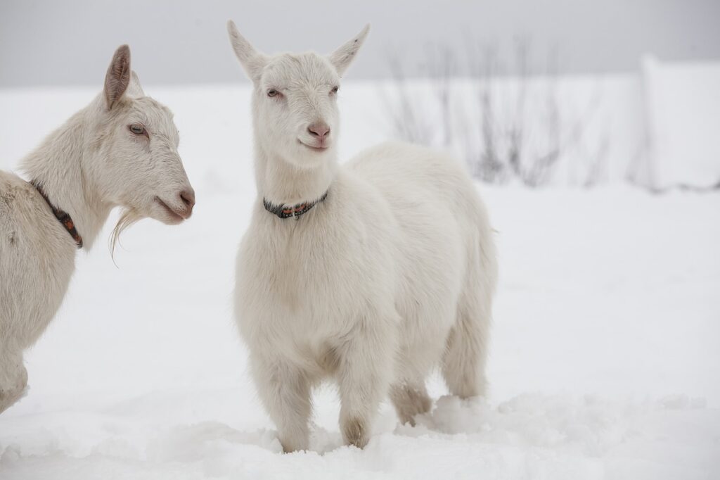 Two white goats standing on snow, one looking curious