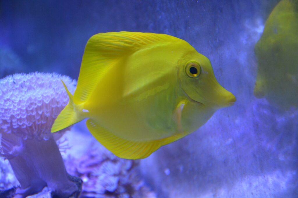yellow tang