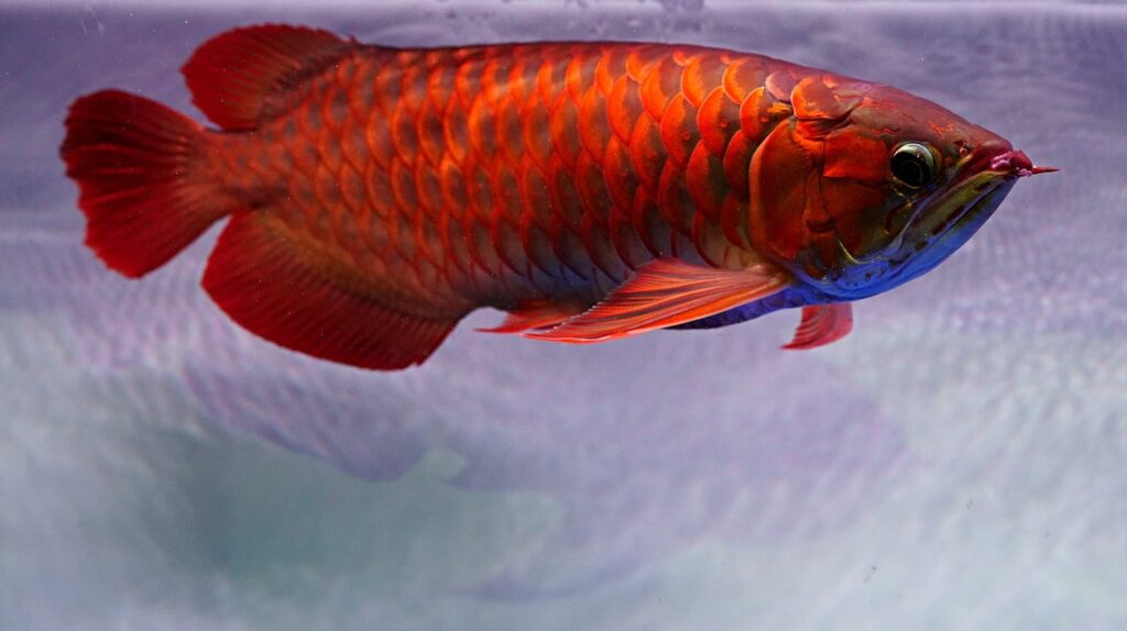 Asian arowana