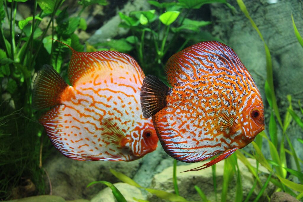 Discus Fishes