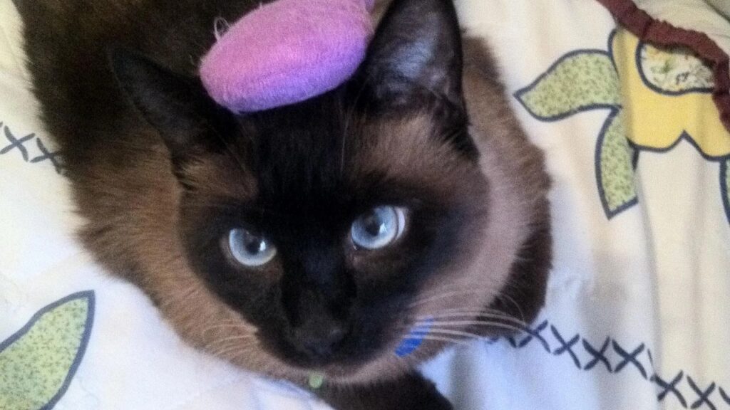 apple head siamese