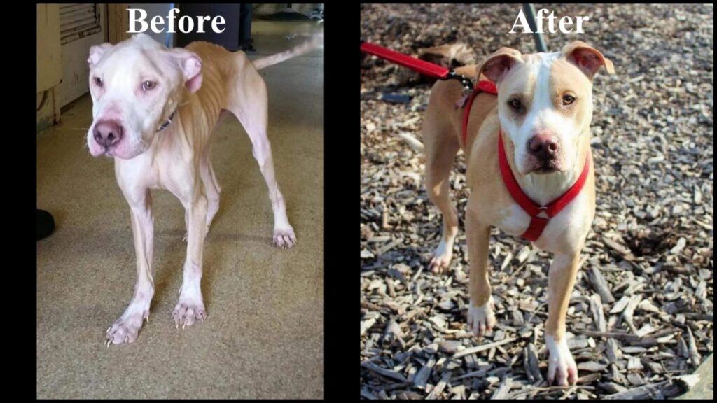 Joker's Transformation