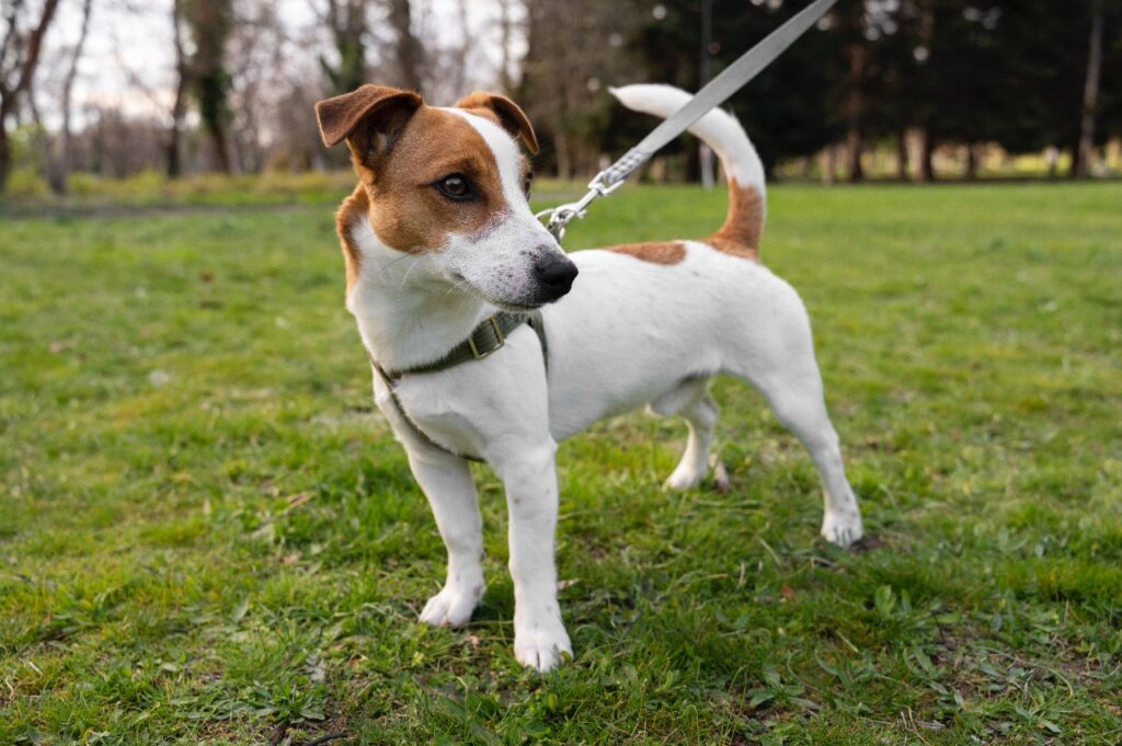 Jackshund Terrier standing on grass