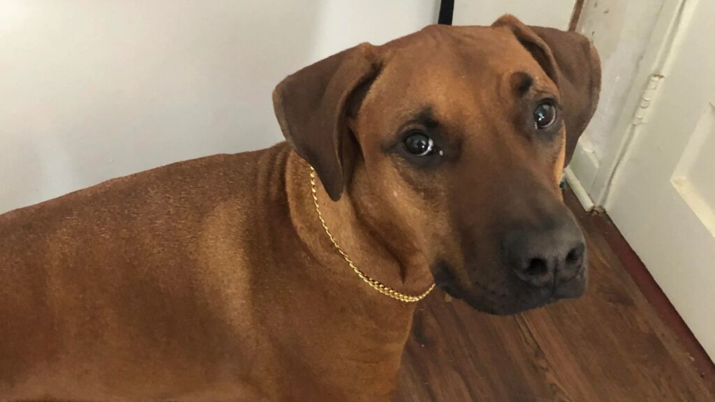 Doberman hybrid