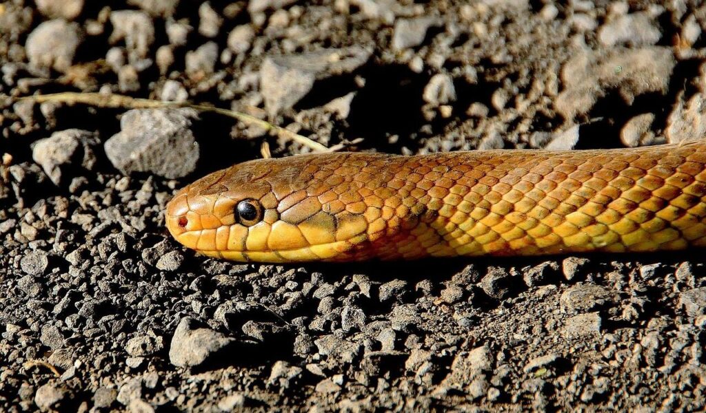 yellow snake on rocky ground