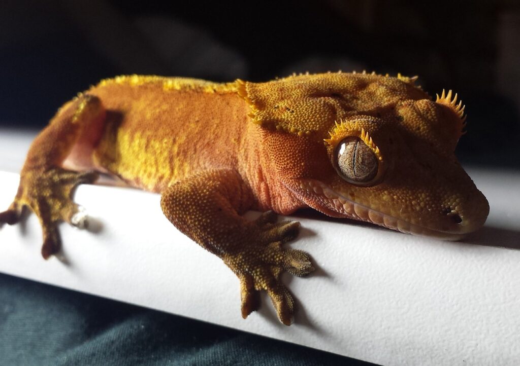 -crested-red-orange gecko
