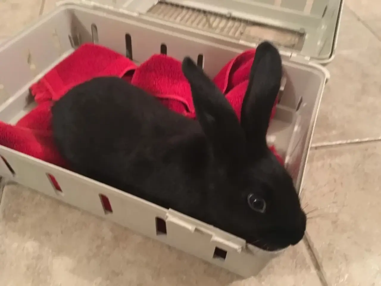 Havana Rabbit