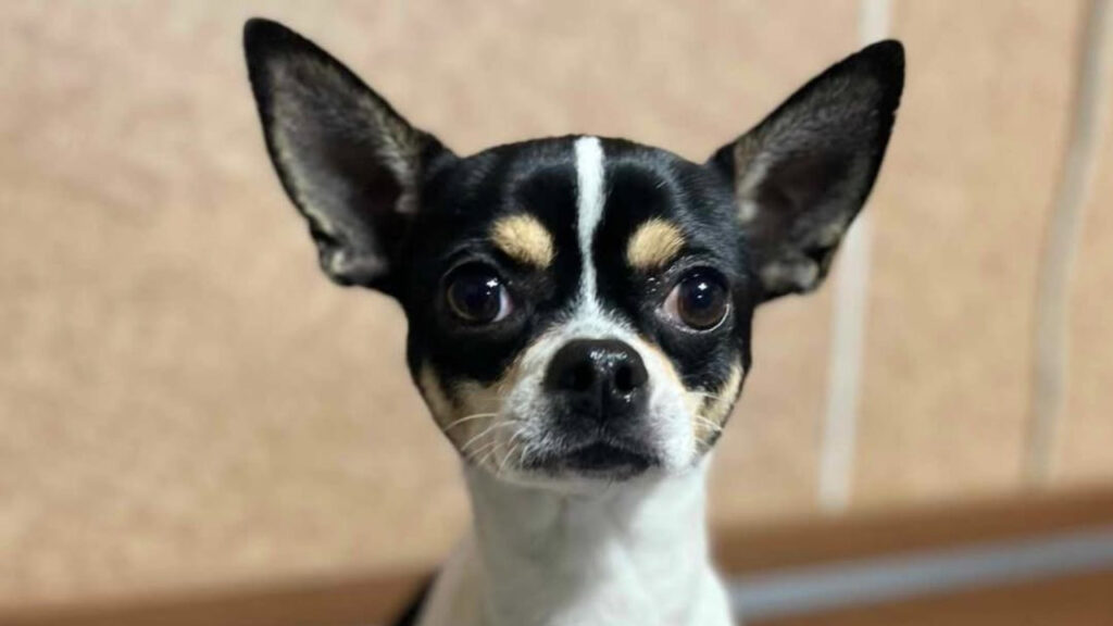  An Apple head Chihuahua