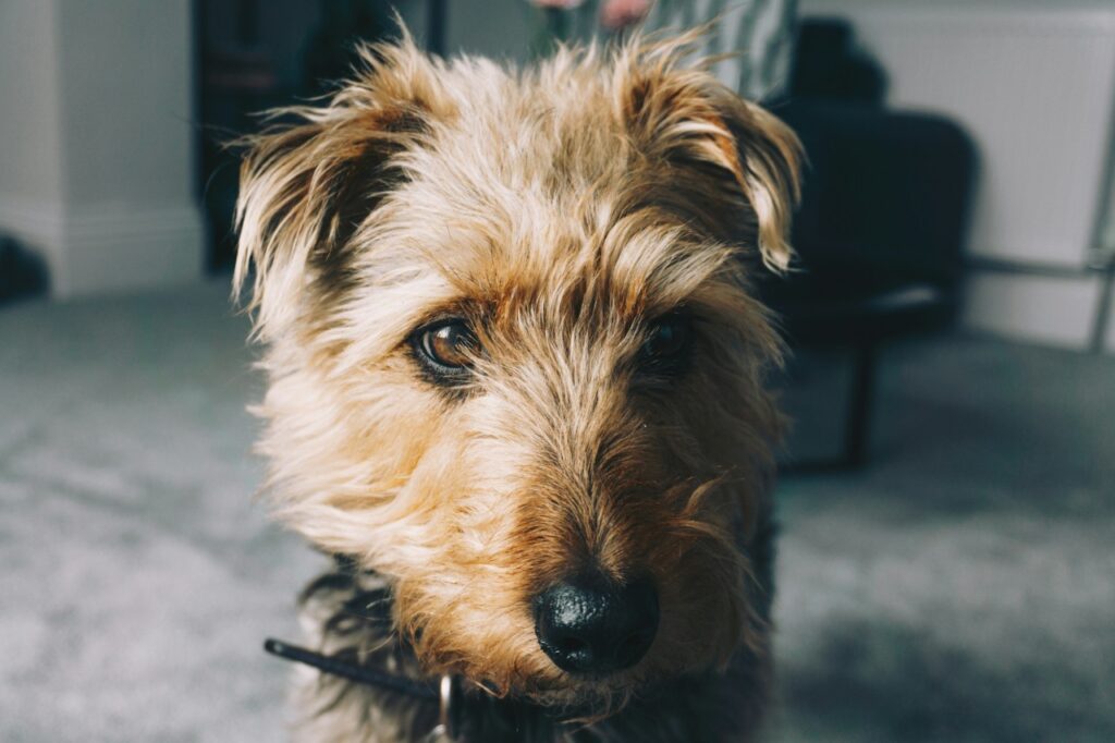 Close-up portrait of an Airedale Terrier indoors with its soulful eyes