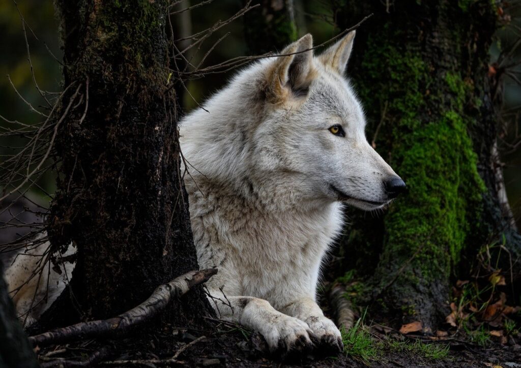 gray wolf