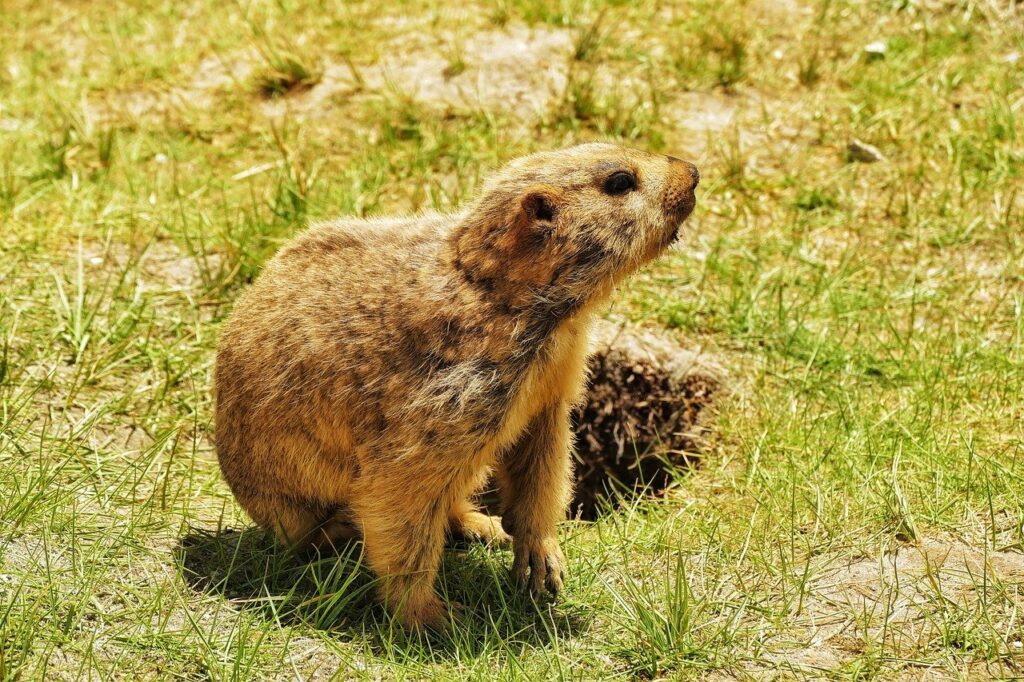 groundhog