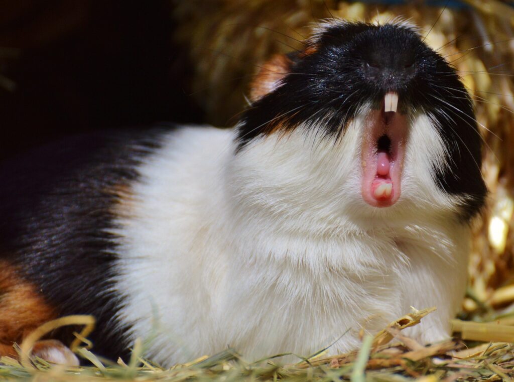 Guinea pig