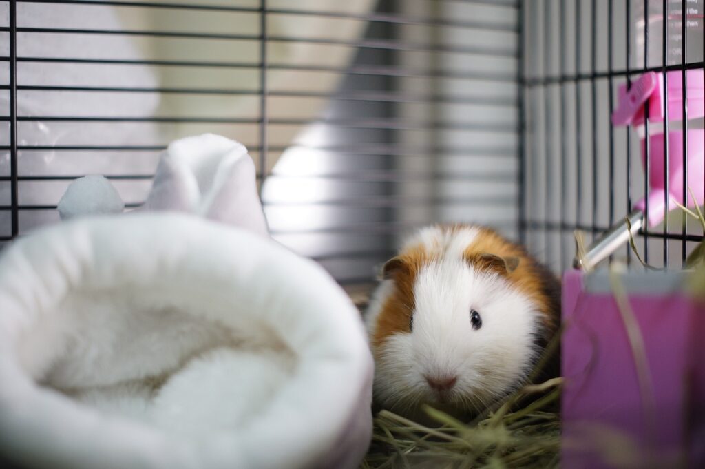 Guinea pigs