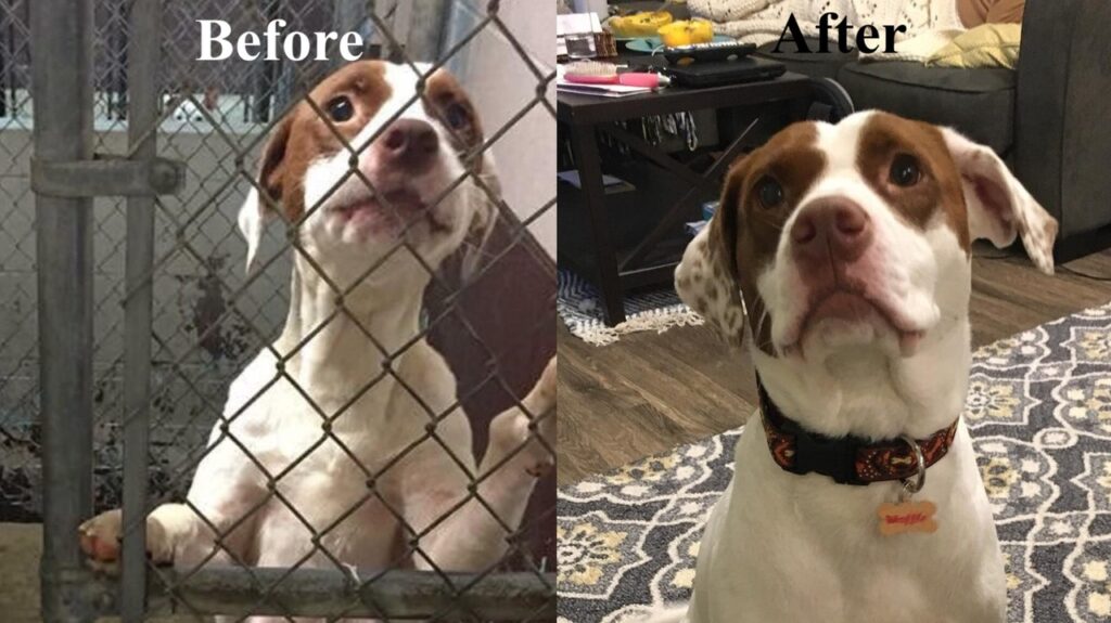 Waffle Transformation