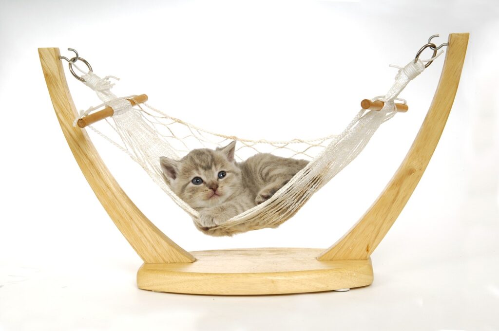 hammock kitten