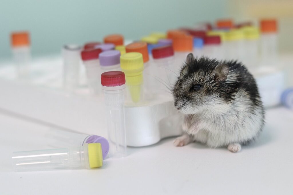 Hamster at vet