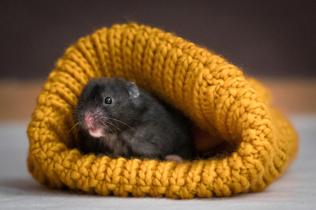 Hamster feeling cold