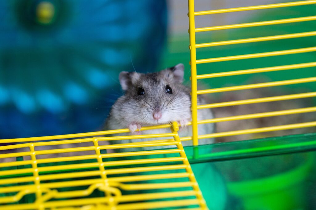 Hamster breaking free