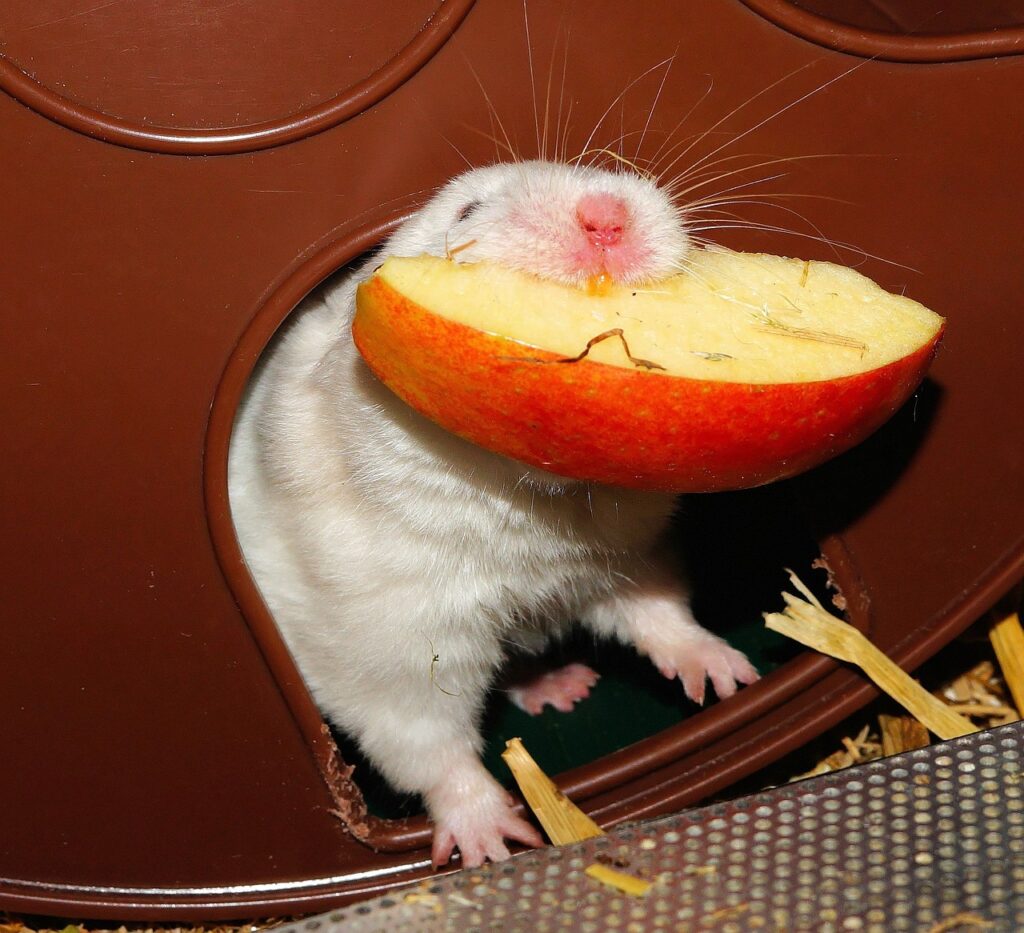Hamster bite strength