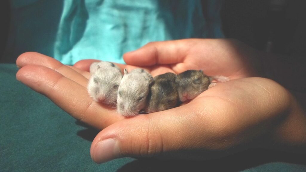 Fragile hamsters