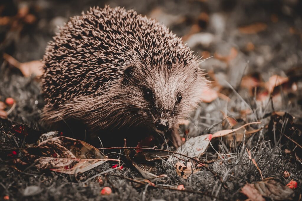 hedgehog