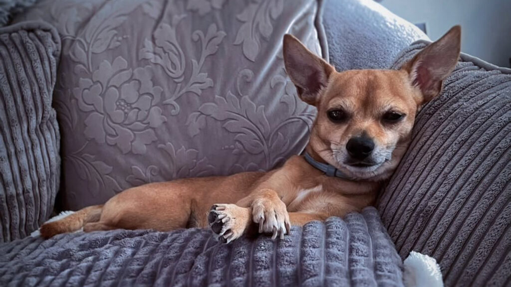 A Deer head Chihuahua