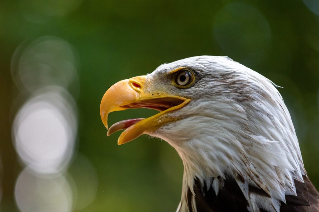 Bald eagle with beak open