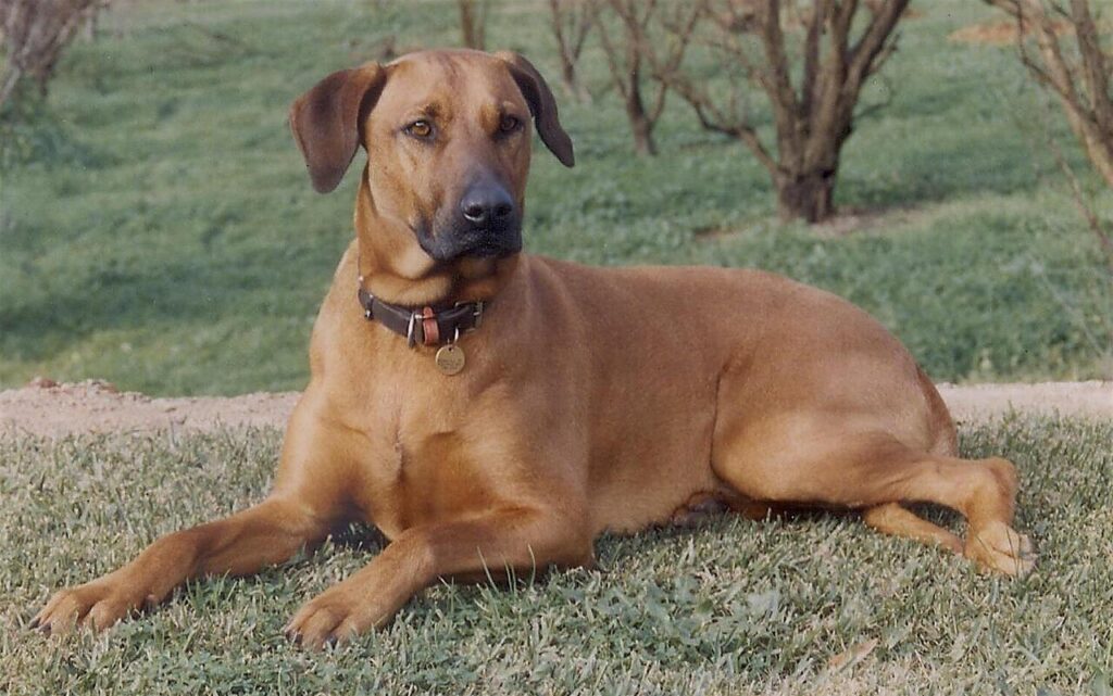 Doberman x Ridgeback
