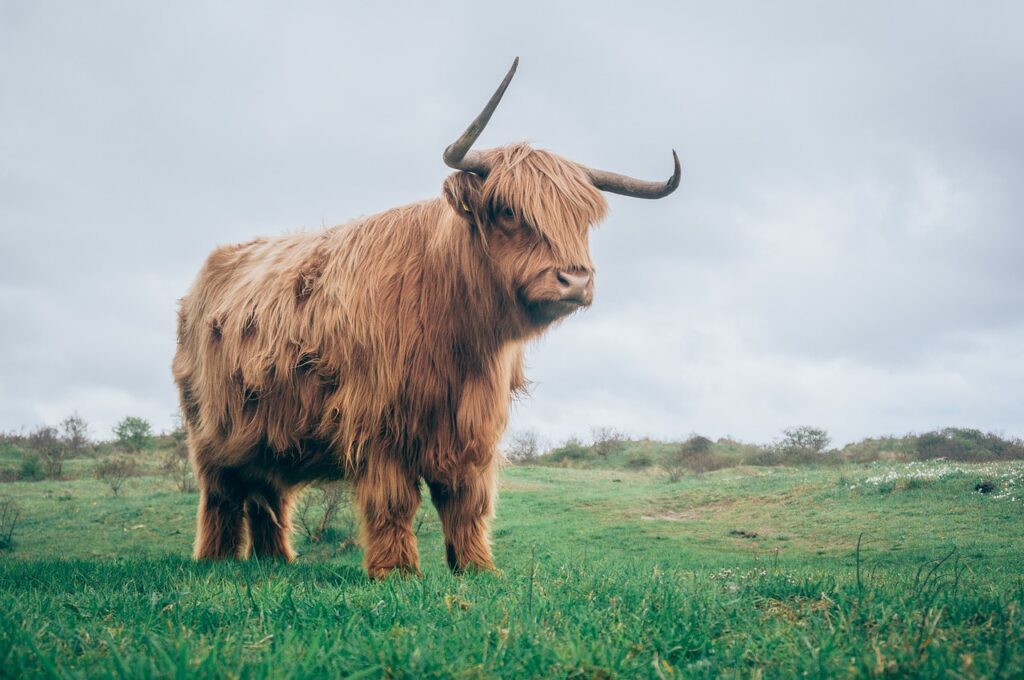 cow