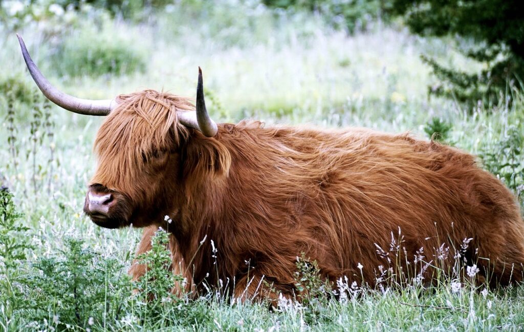 cow
