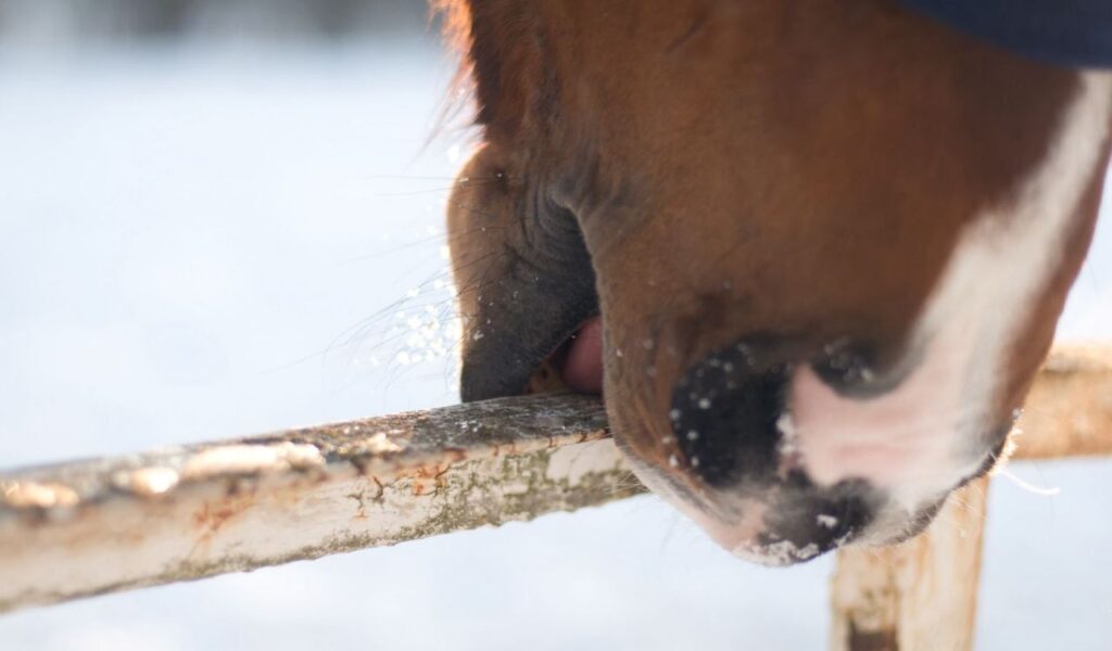A close-up of a horse's mouth nibbling a snowy wooden fence.