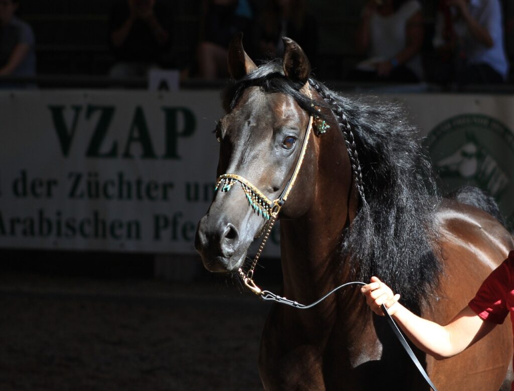 Arabian Horse