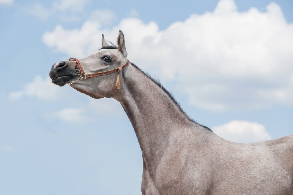 white arabian horse