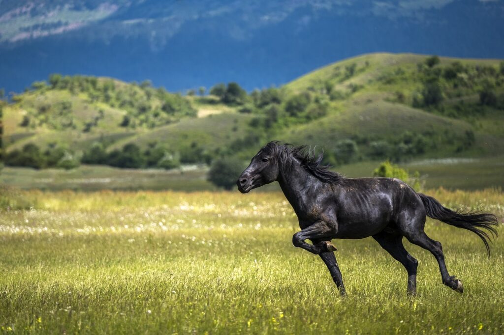 Black Friesian horse galloping through a grassy meadow