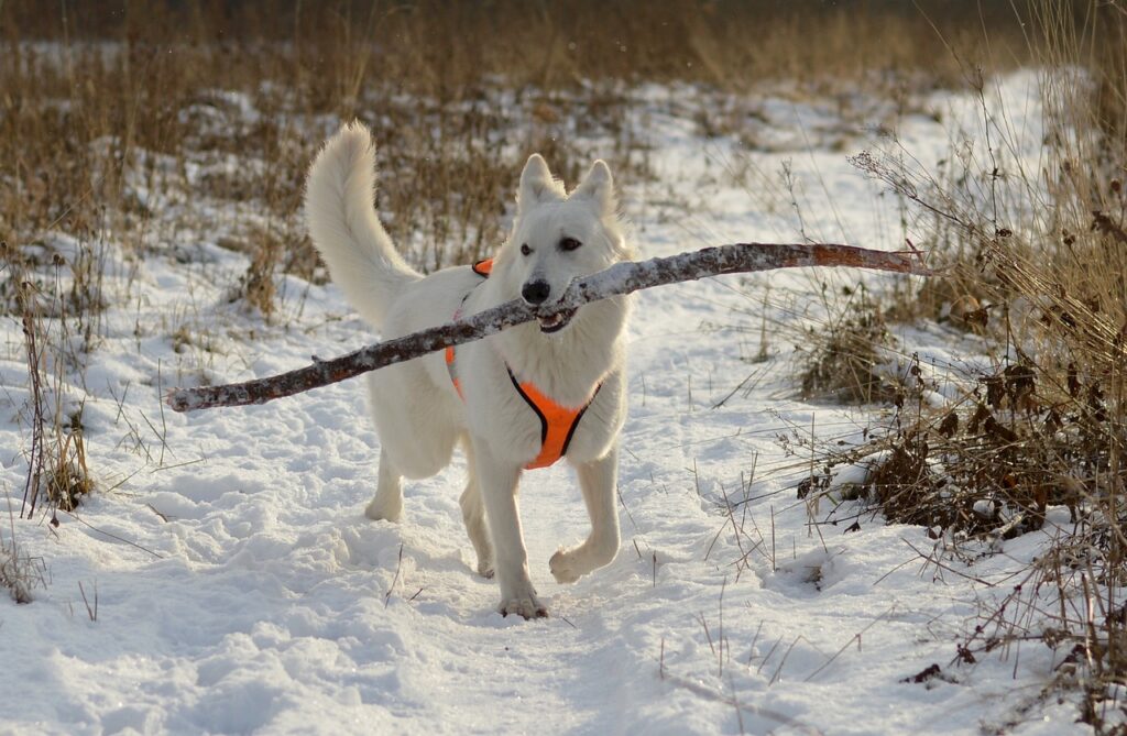 A White German Shepherd in the snow